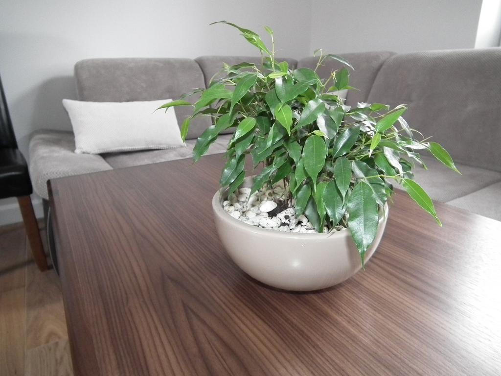 Appartamento Pod Modrzewiami Krynica-Zdrój Esterno foto